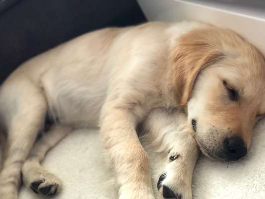 Wo sind die Golden Retriever Liebhaber?-Beitrag-Bild