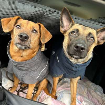 Hundetreffen-Gassi Hilfe