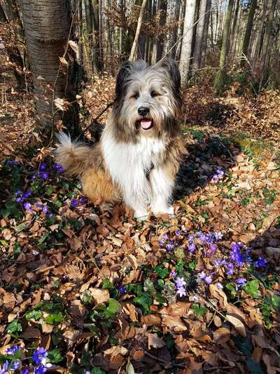 Dogorama Photo Challenge - die ersten Frühjahrsblumen-Beitrag-Bild