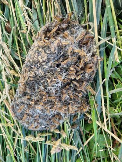 Giftköder-Nest der Eichenprozessionsspinnerraupen-Bild