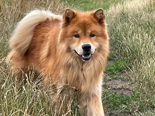 Eurasier-Beitrag-Bild