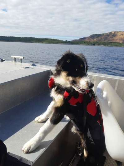 Fotochallange nr. 106
Der geschmückte Hund.-Beitrag-Bild