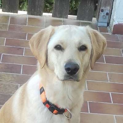 Hundetreffen-Gassi und ein wenig Training :)-Bild