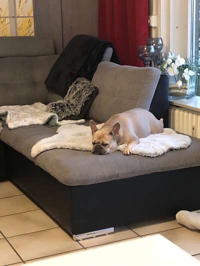 Die Liebe zum Sofa unterbinden-Beitrag-Bild