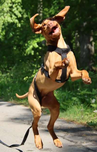 Dogorama Photo Challenge - lustigste Grimasse-Beitrag-Bild