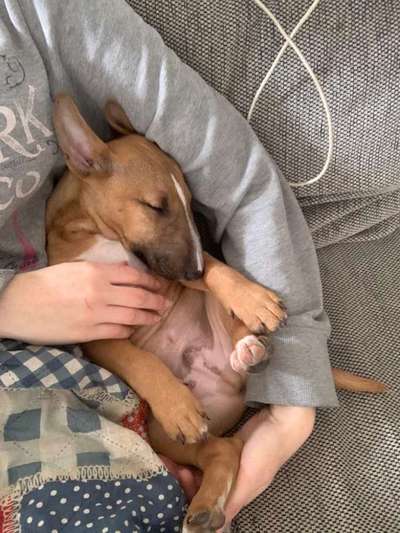 Miniatur Bull Terrier-Beitrag-Bild