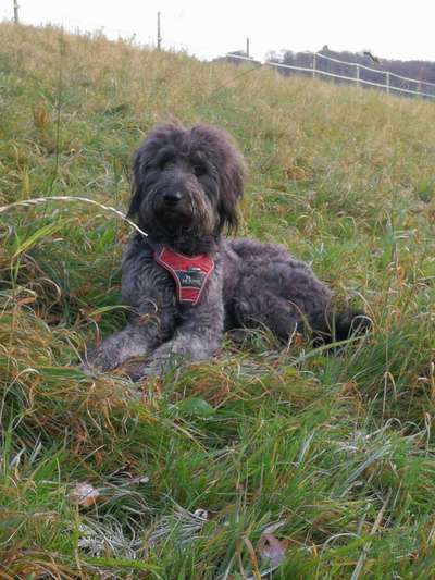 Labradoodle gesucht-Beitrag-Bild