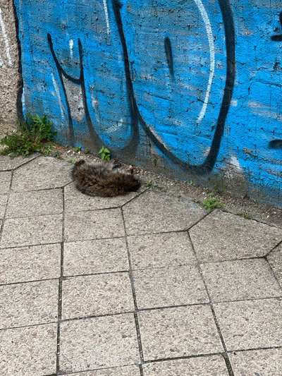 Giftköder-Toter Waschbär-Bild