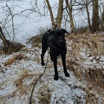 Hundetreffen-Spielen sozialer kontakt-Profilbild