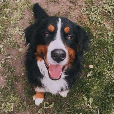 Hundetreffen-Junghund sucht Spiel- und Laufgesellschaft-Bild