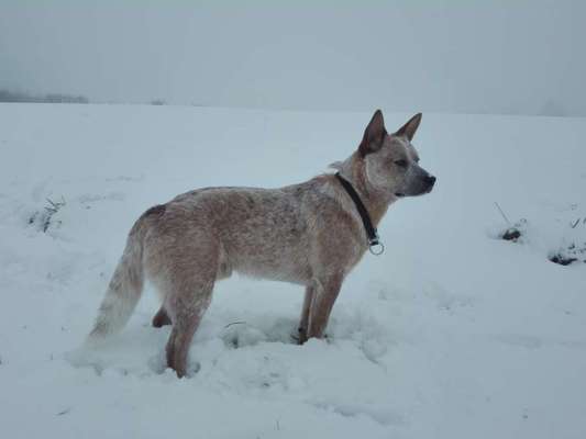 Australian Cattle Dog-Beitrag-Bild