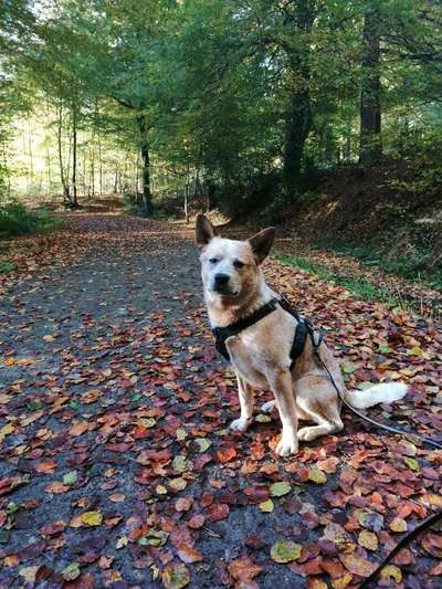 Australian Cattle Dogs-Beitrag-Bild