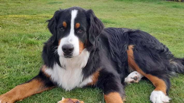 Berner Sennen-Beitrag-Bild