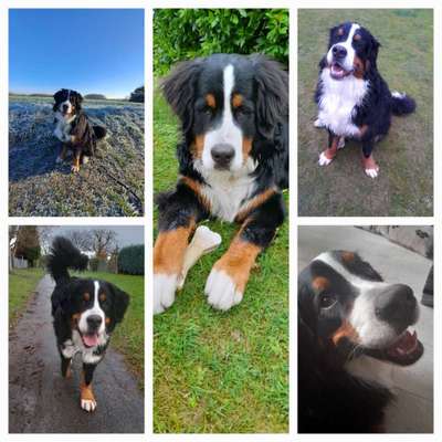 Berner Sennen-Beitrag-Bild