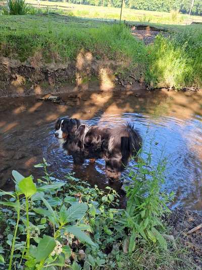 Berner Sennen-Beitrag-Bild
