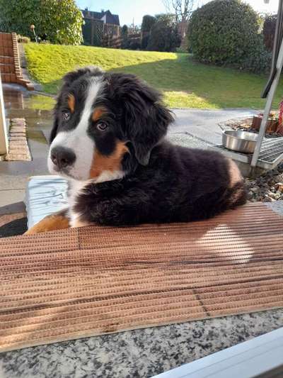 Berner Sennen-Beitrag-Bild