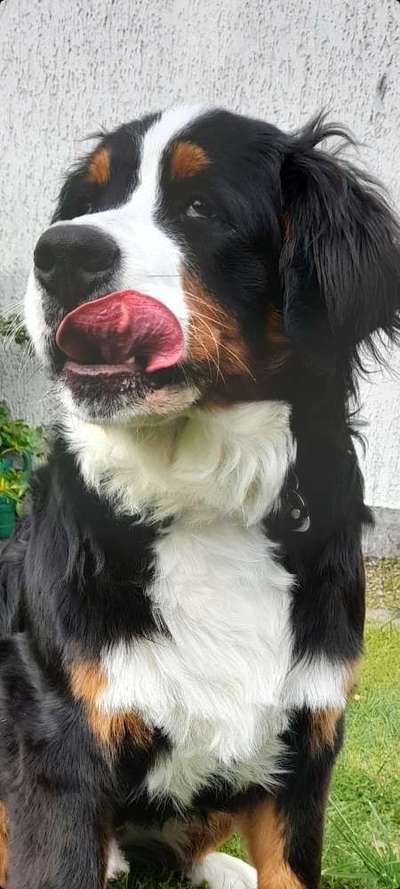 Tongue Out Tuesday-Beitrag-Bild