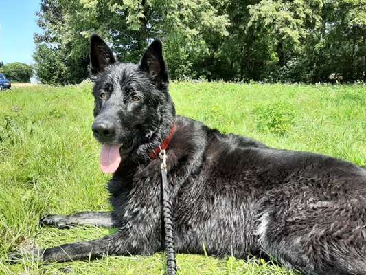 Schäferhund-Beitrag-Bild