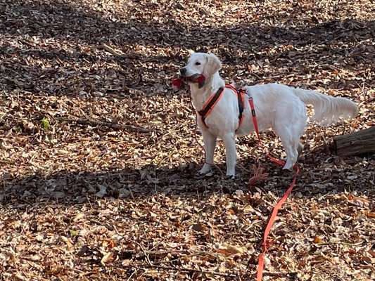 Hundetreffen-Spazieren gehen und Spielen 😊🐶-Bild