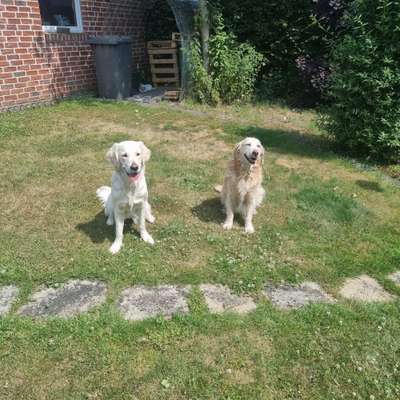 Wo sind die Golden Retriever Liebhaber?-Beitrag-Bild