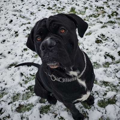 Rassensuche Cane Corso Italiano-Beitrag-Bild