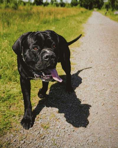 Rassensuche Cane Corso Italiano-Beitrag-Bild