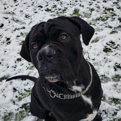 Welpenfotos-Beitrag-Bild