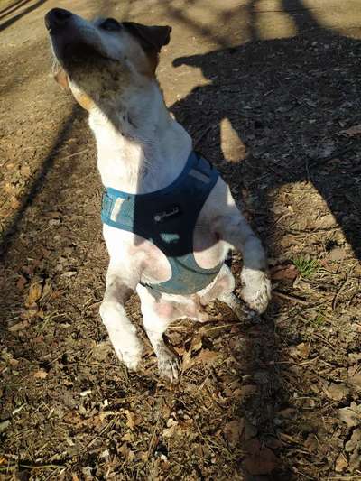 Zeigt mir doch mal eure Dreckspätze-Beitrag-Bild