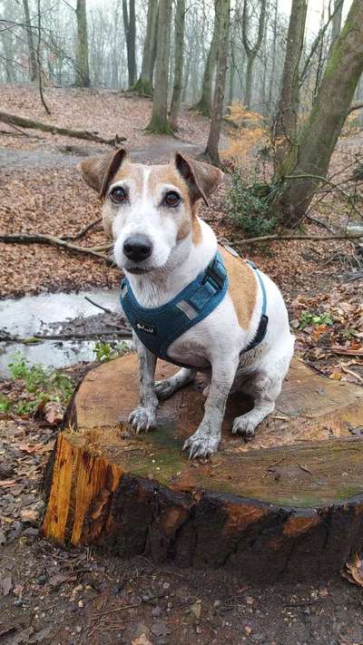 Zeigt mir doch mal eure Dreckspätze-Beitrag-Bild