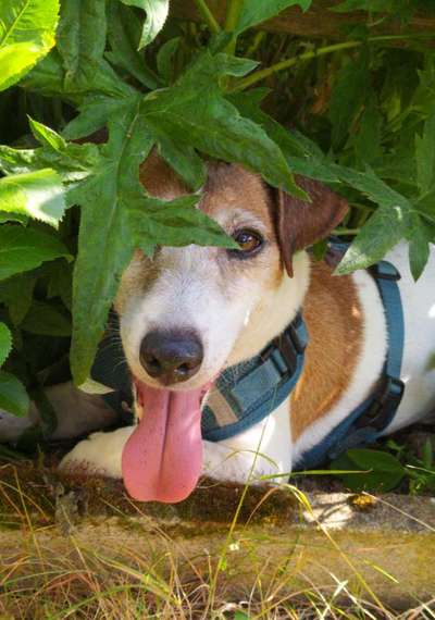 Fotochallenge No. 26                                     Wald und Wiese-Beitrag-Bild