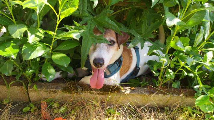 Zeigt mal die schönsten Bilder von euren Hunden !-Beitrag-Bild