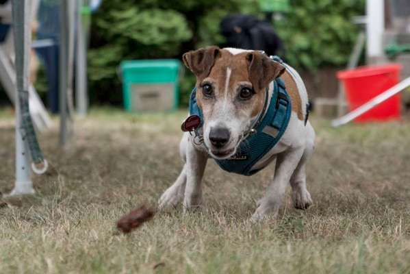 Wo sind die Jack und Parson Russell Terrier?-Beitrag-Bild