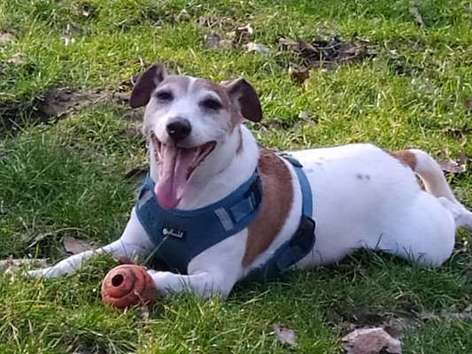 Wo sind die Jack und Parson Russell Terrier?-Beitrag-Bild