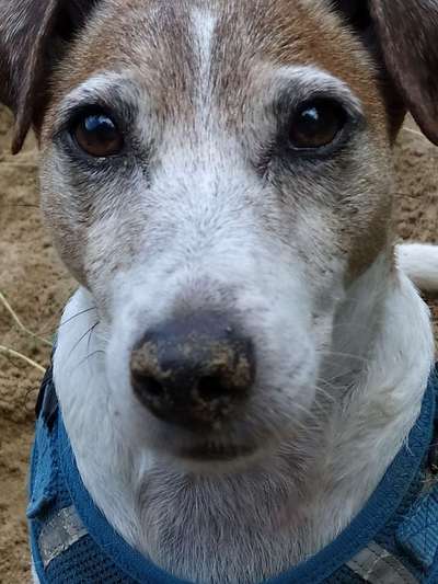 Zeigt mir die tollste Nahaufnahme von eurer Fellnase-Beitrag-Bild