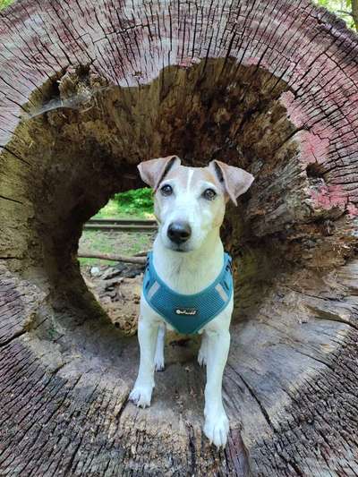 Wie heißt dein Hund?-Beitrag-Bild