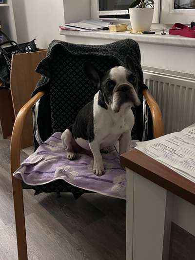 Französische Bulldoggen-Beitrag-Bild