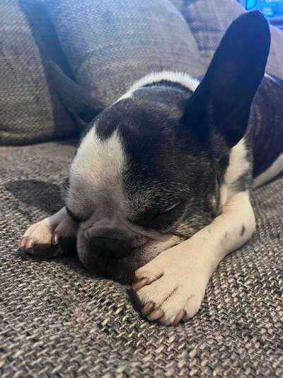 Französische Bulldoggen-Beitrag-Bild