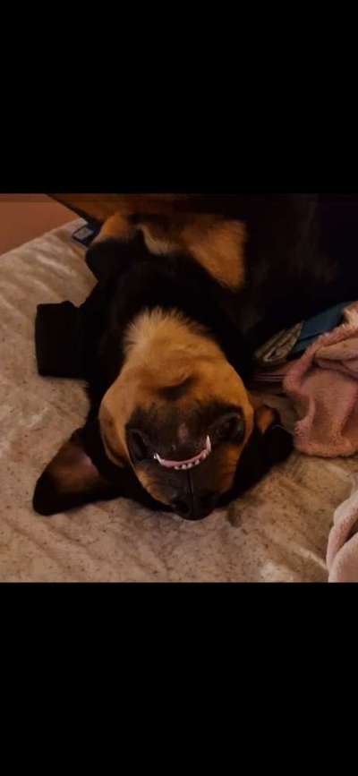 Dogorama Photo Challenge - Frühjahrsmüdigkeit-Beitrag-Bild