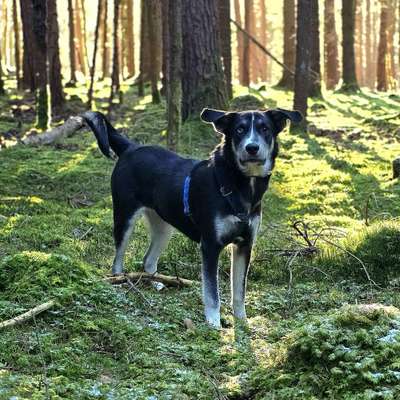 Hundetreffen-Gassi- oder Spieltreffen Teublitz-Bild
