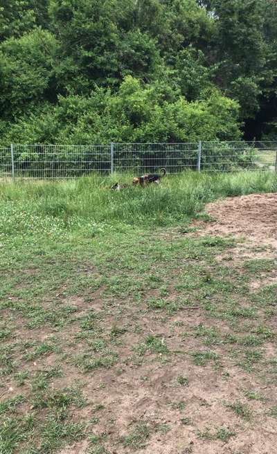 Hundeauslaufgebiet-Beim Kartäusermönch-Bild