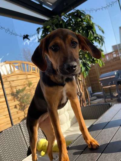 Dogorama Photo Challenge - Der Frühling kommt-Beitrag-Bild