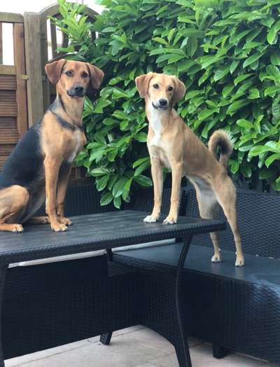 Griechische Bracke-Beitrag-Bild