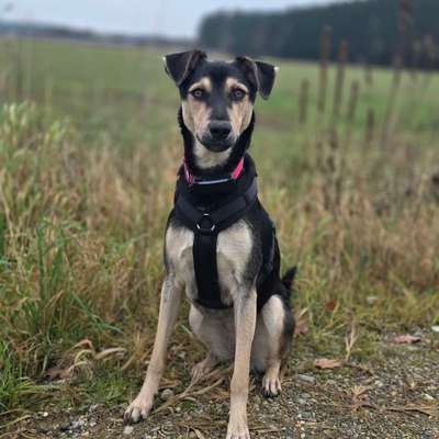 Hundetreffen-Hundefreunde - Gassi und Spielen-Bild