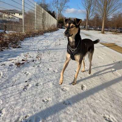 Hundetreffen-Auf der Suche nach Hundefreunden-Bild