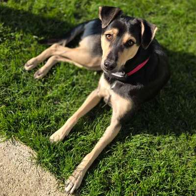 Hundetreffen-Auf der Suche nach neuen Hundekumpels 🐶-Bild