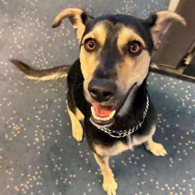 Hundetreffen-Mira sucht Hundefreunde 🐶-Bild