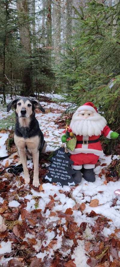 It's beginning to look a lot like.....-Beitrag-Bild