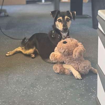 Hundetreffen-Hundekumpels im Raum Ehingen gesucht 🐶-Bild