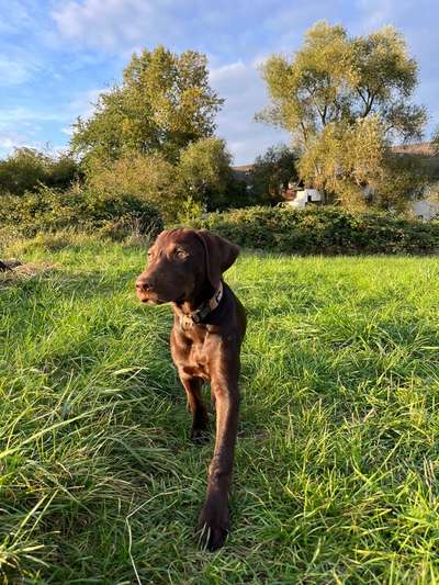 Hundetreffen-Welpentreffen-Bild