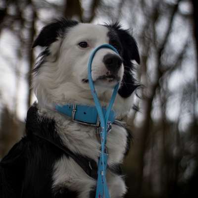 Hundetreffen-Jack sucht Gassi- Spiel- und Trainings Freunde-Bild